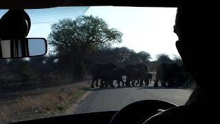 Elephant Herd Crossing Road Kruger