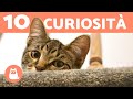 10 CURIOSITÀ sui GATTI- Cose da sapere