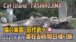 猫の楽園・宮城県田代島　滞在6時間日帰り旅(2021年8月）CAT ISLAND in Japan!　TASHIROJIMA　#TASHIROJIMA   #CATISLAND