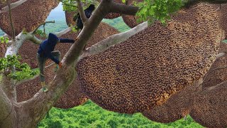 Forest Honey Harvest 2026 – High Above the Jungle Hunting Giant Beehives