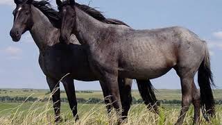Horse | Wikipedia audio article