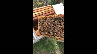 Queen Rearing Part 3 Making Mating Nucs