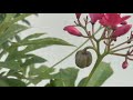 how to grow and care jatropha plant beautiful red flowers blooms throughout the year