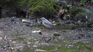 河口湖フィールドセンターのゴジュウカラ（幼鳥）の水浴び　その２（4K60P動画）