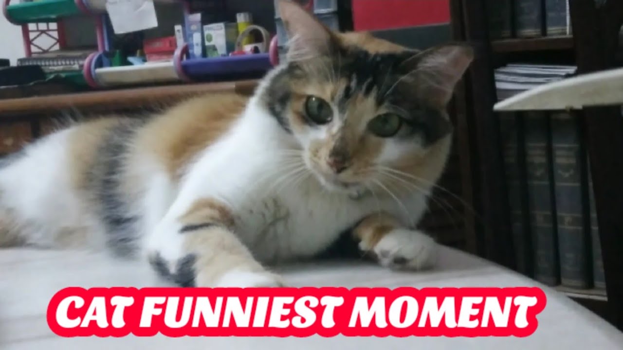 ёяриcat Funniest Momentёяшэ Jobongvlogofficial Youtube
