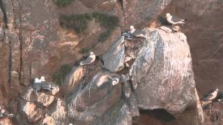 jeune mouette tridactyle les premiers vols