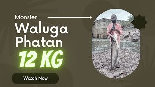 12kg Monster fish waluga #monsterphatan||lucana takugana5000||Friendly Fishing Team