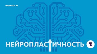 Что такое нейропластичность? // Sentis на русском