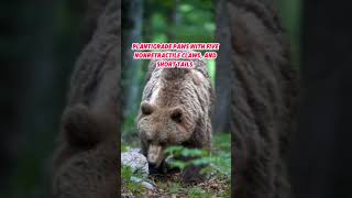 Bears are very strong and powerful animals | Watch and Learn #bear #knowledge #animals #carnivore