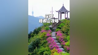 深圳梧桐山杜鹃花即将全部盛开，你准备好跟谁一起来看了吗