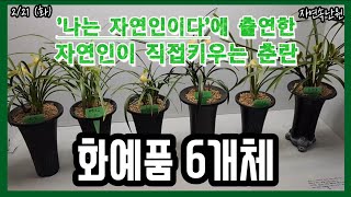 [2월 21일] 소심2종, 화형소심, 주홍화, 산채.소심, 유향종 올려봅니다.