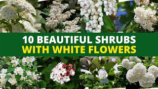 10 Beautiful Shrubs With White Flowers 🌼