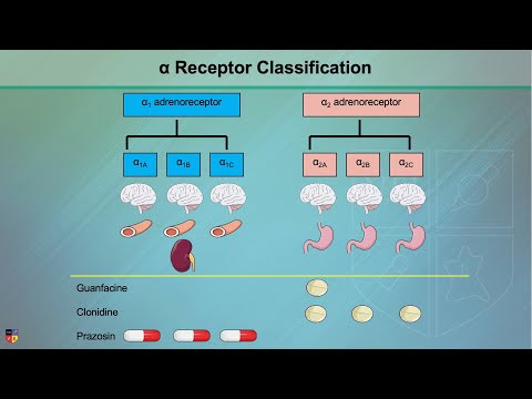 What does alpha 1 adrenergic stimulation cause?