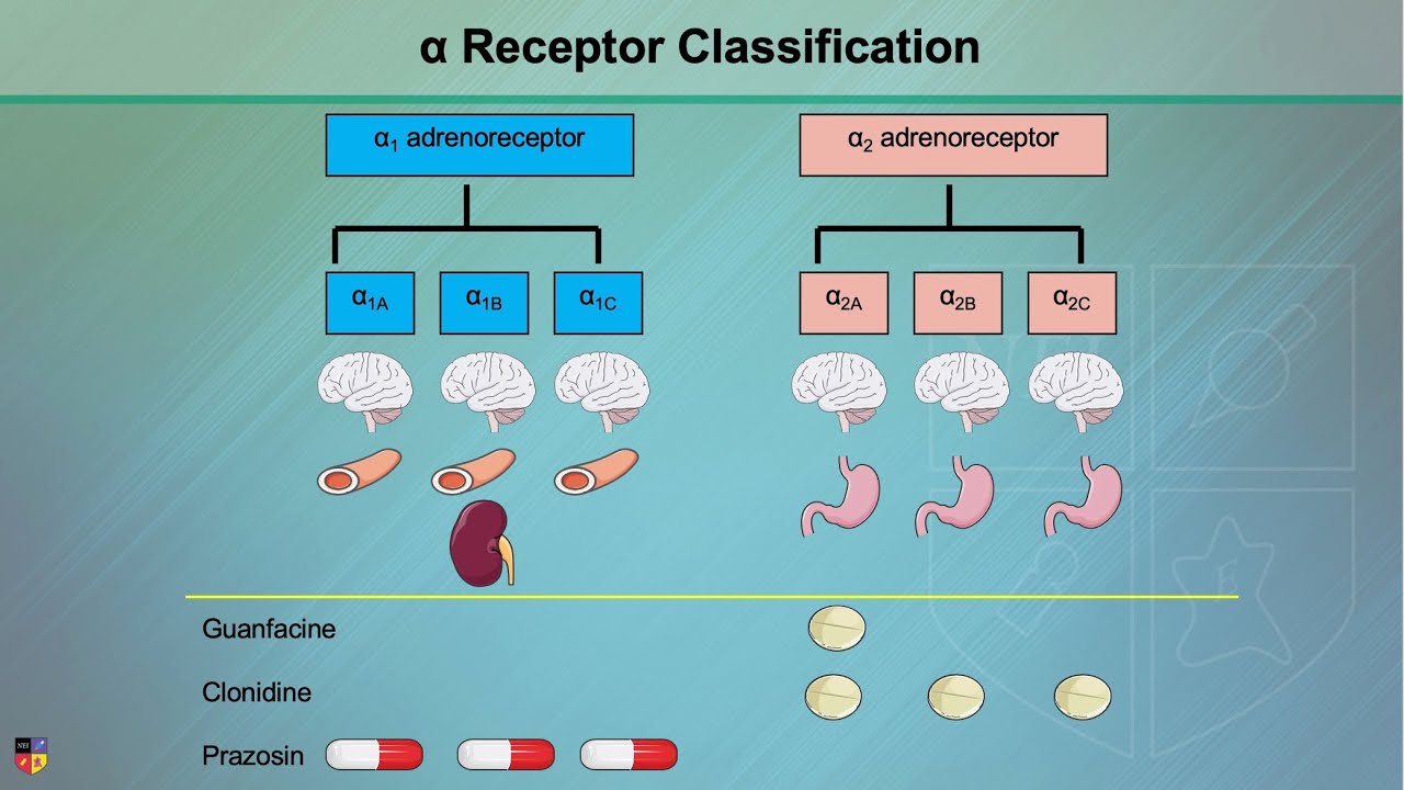 Alpha Adrenergic Receptors: Alpha-1 & Alpha-2 - YouTube