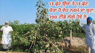 700 ਟੀਂਡਿਆਂ ਨਾਲ ਭਰਿਆ ਨਰਮੇ ਦਾ ਬੂਟਾ , ਕਿਸਾਨ ਹੋਏ ਦੇਖ ਕੇ ਹੈਰਾਨ