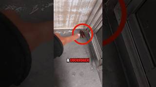 NEVER Kill A Cockroach 😨