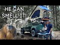 Smoking Food in Bear Country while Truck Camping