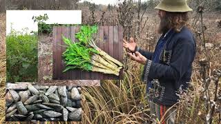 Harvesting Elecampane, Part 1