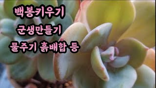 #백봉자구잘나오게키우기 훍배합 물주기 #곰팡이균 생기지 않게 키우기#succulent #多肉植物 #초보다육식물 키우기