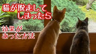 家出・脱走した猫の捕まえ方