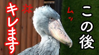 時々キレながらもお仕事を頑張るふたばちゃん!【ハシビロコウふたば2024冬】2024 Futaba,the Shoebill   掛川花鳥園