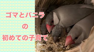 文鳥　初めての卵→ヒナ