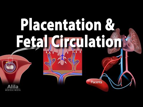 Why are materials exchanged between mother and fetus through the placenta?