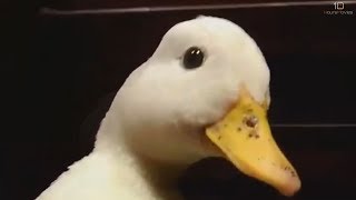 Initial Duck - Quacking in the 90s 10 Hours