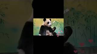 Сегодня Катюша решила подружиться с утятами. 🐥🐥 🐼Панда. Московский зоопарк🐘🐼