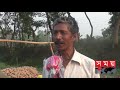 খোলা আকাশের নিচে পচে যাচ্ছে বিপুল পরিমাণ আলু potato production in bd munshiganj news somoy tv