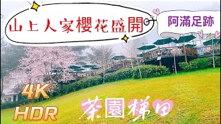 山上人家櫻花盛開，茶園梯田、雨霧之旅[4K]⋯⋯