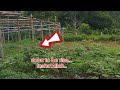 Assalamualaikum... ang mini vlog TAMTAM FAMILY gulayan farm nila ate. #everyone #alhamdulillah