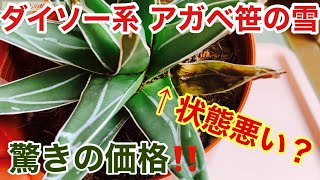 【多肉植物】DAISO系列のお店で買った1,000円のアガベ笹の雪をレビュー。枯葉あるけど、、、どうかな？