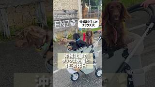 ダックス友達との沖縄の休日#カニンヘンダックス#沖縄移住#犬旅