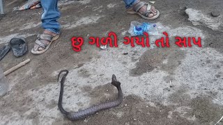 છુ ગળી ગયો હતો સાપ કોબ્રા સાપ cobra snake rescue full venomous snake