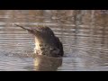 Купание осеннего дрозда. bathing of the autumn thrush