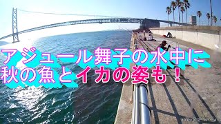 イカをアジュール舞子の水中動画❗イカを撮影出来た❗イカは昼はこの場所にいる❗