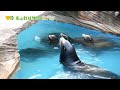 【東山動植物園公式】アシカの井戸端会議風。《 カリフォルニアアシカ　アシカ 》