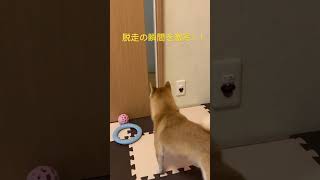 こむぎ部屋脱走#豆柴 #柴犬 #こむぎチャンネル #こむぎ #こむぎちゃんねる#関所破り#犬のいる暮らし #癒し