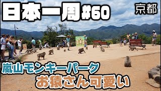 【京都散歩】モンキーパークでお猿さんに餌やり！【日本一周#60 2/2】