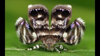 Metalmark Moth mimicking its Jumping Spider Predator