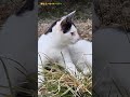 mischievous cats 장난꾸러기 고양이들