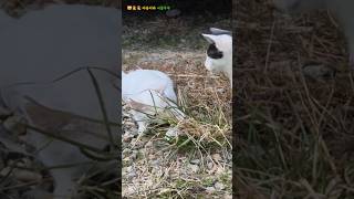 mischievous cats  장난꾸러기 고양이들