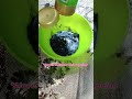 make charcoal face mask at home😱 shorts