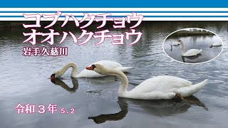 岩手久慈川 オオハクチョウ\u0026コブハクチョウ（きてきて久慈市）