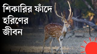 হরিণ শিকার ঠেকাতে সুন্দরবনের গহিনে বনরক্ষীদের টহল | Sundarbans | Deer | Forest Guard | Prothom Alo