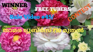 താമര Tubers ₹10 മുതൽ @careblooms /Lotus Tubers For Low Price /₹10 Onwords /