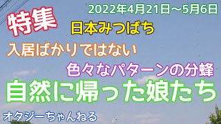 日本みつばち　特集　入居ばかりではない　色々なパターンの分蜂　自然に帰った娘たち　2022年4月21日～5月6日