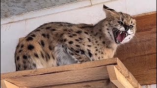 This Serval Cat is So Aggressive 😳😻