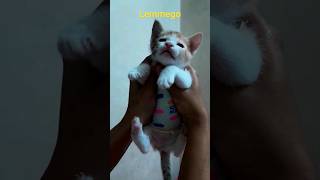 Lemmego #shorts #tiktok #youtubeshorts #funnycats #funny #cutecat #meow #kissa @kittens71